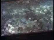 The Trunk still