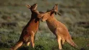 Ferocious Fighters still