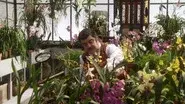Parassiti still