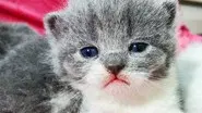 Chatty Kittens still