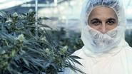 Cannabis: Miracle Medicine or Dangerous Drug? still