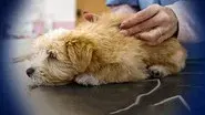 Why Are Vet Bills So High? still