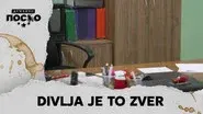2390 Divlja je to zver still