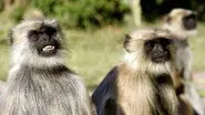 Monkey Warriors still
