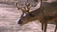 Reindeer Pedicure still