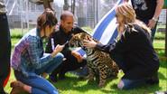 Lions, Tigers and Texts still