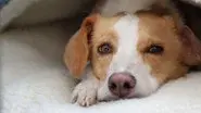 Can Dogs Talk? still
