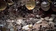 Empire of the Desert Ants still