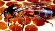 Killer Bees and Magic Trees still