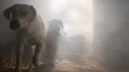 The Tale of the Hungry Hounds still