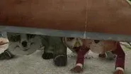 The Tale of the Terrible Trap still