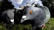 Unnatural History Of London still