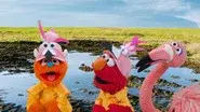 The Flamingo Scoop still