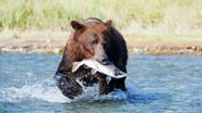 Grizzlies of Alaska still