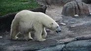 Baby Elephant Watch still