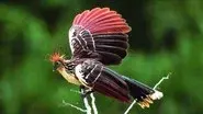 Manu: Amazon Paradise still