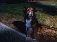 It's a Dog's Life still