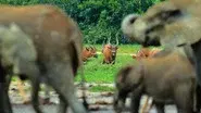 Elephant Quest still