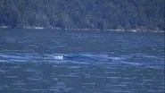 A Colossal Lake Creature in Chile and More still