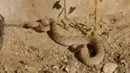 Robert & The Rattlesnakes still