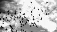Swarms still