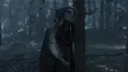 We will no longer go to the woods still