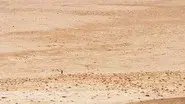 Desert still