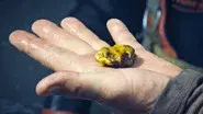 Fred's Golden Gift still