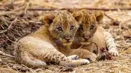 The Lions Fall still