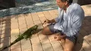 Feuding Neighbors: Stop Feeding the Iguanas! still