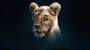 Lion still