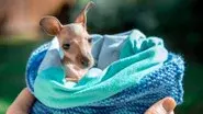 Australia Zoo Begins Again still