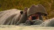 The Hippo still