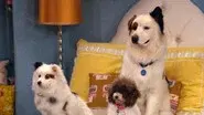 The Puppies Talk still