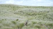 Hawaii Feral Goats and Wahoo still