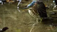 Heligan: Secrets of the Lost Garden still