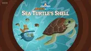 Sea Turtle’s Shell still