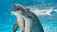 How Smart Are Animals? still