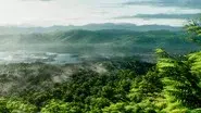 Green still