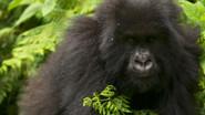 Saving the Mountain Gorillas; Deep Springs, Gucci still