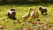 Puppies and Ducklings still
