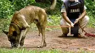 Dogs and More Dogs still