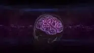 Decoding the Brain still