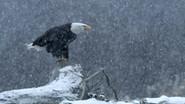 Winter's Majesty still