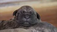 Little Lion Pups still