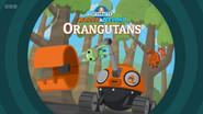Orangutans still