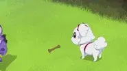 Puppylove still