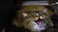 When the Fat Lady Sings still