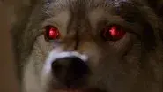 Alpha still