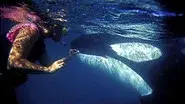 The Woman Who Swims with Killer Whales still